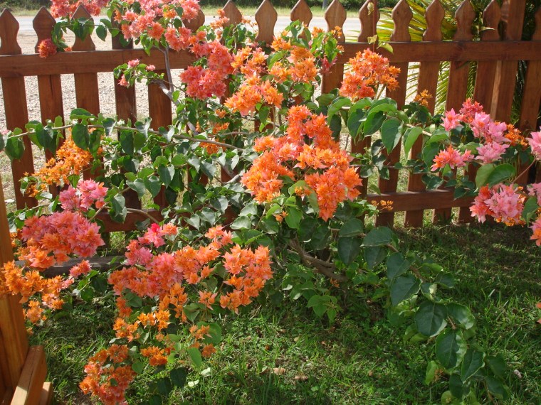 Flowers in Tegucigalpa