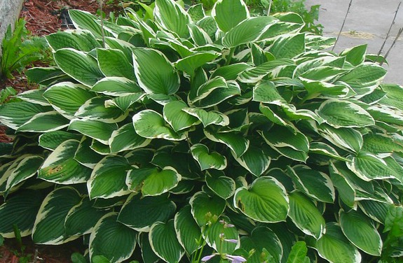 ...and one of the hostas along side the house.