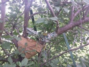 Book JOurney, Sheila DeChantal