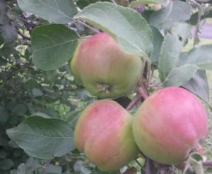 Book Journey, Sheila DeChantal