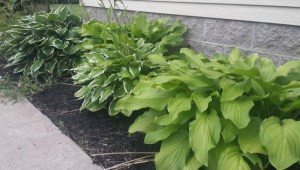 Book Journey, Sheila DeChantal