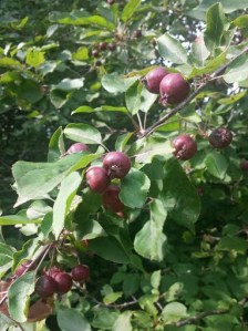 Book Journey, Sheila DeChantal