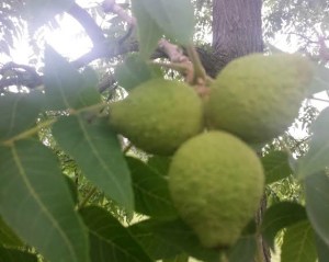 Sheila DeChantal, Book Journey