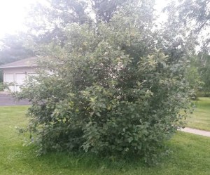 Book Journey, Sheila DeChantal