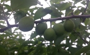 Book Journey, Sheila DeChantal