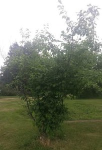 Sheila DeChantal, Book Journey