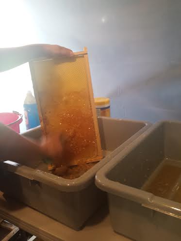 Bucks Busy Bees, Sheila DeChantal, Amanda Buck, Book Journey