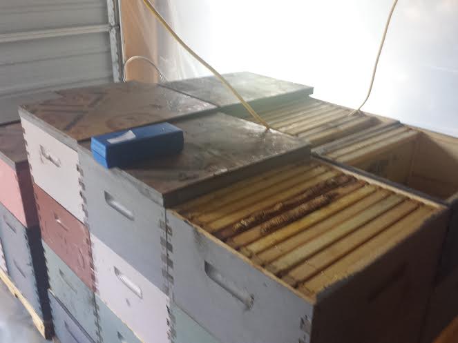 Book journey, bucks busy bees, Amanda Buck, Sheila DeChantal